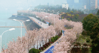 beat365在线体育杭州：最美塑胶跑道有2000株樱花相伴美翻了！